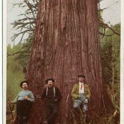 Postcard, Photographic, Photographic