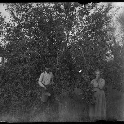Man and woman picking fruit: Origsize: 4x5; Origformat: Negative