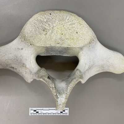 Whale Vertebra
