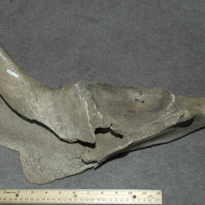 Bones