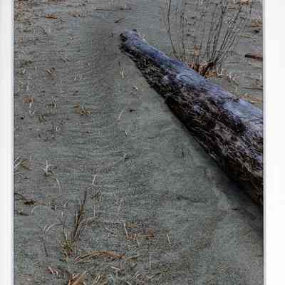 Sandy March