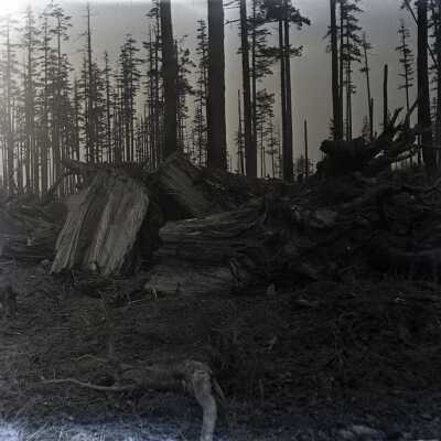 Negative, Glass-plate
