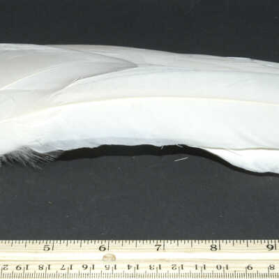 Feather
