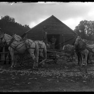 White Horses in Harness: Origsize: 4" x 5"; Origformat: Negative