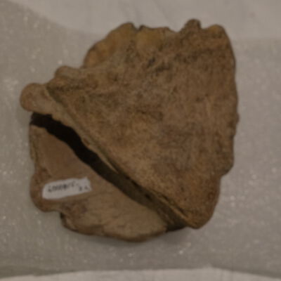 Mammoth Bones