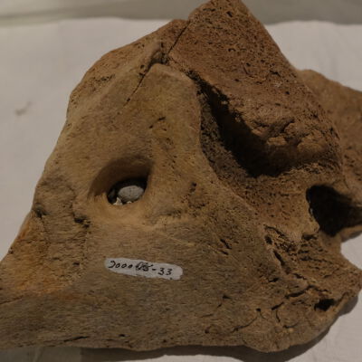 Mammoth Bones