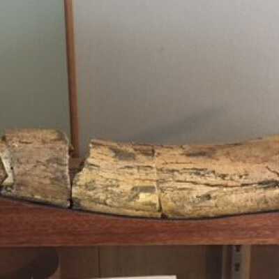 Bone, mammoth