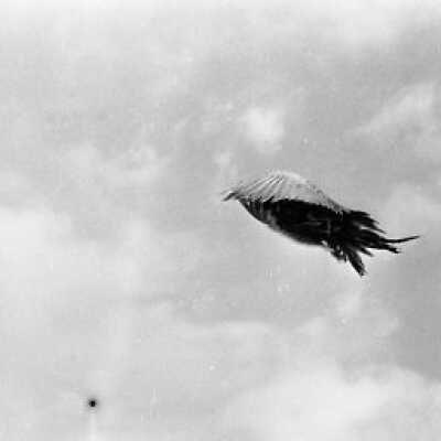 Negative, Film