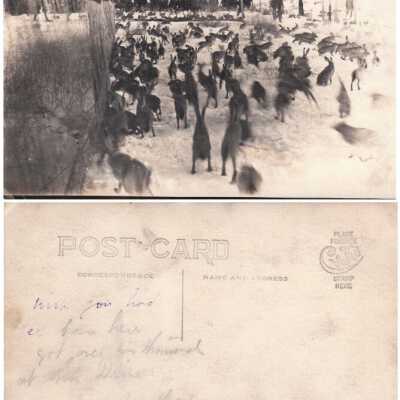 Rabbit Hunt: Origsize: 3.5x5.5; Origformat: Print-Photographic