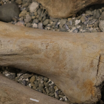 Mammoth Femur Bone