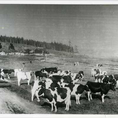 Greenbank Dairy Farm