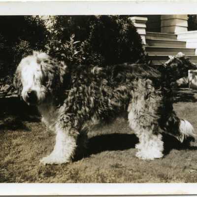 Print, Photographic