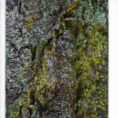 In March Moss