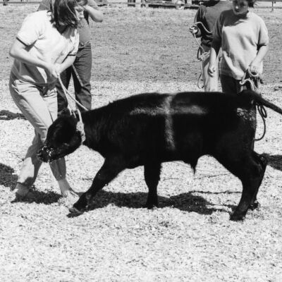 Island County Fair