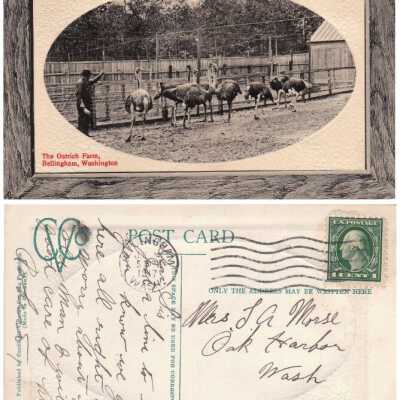 Ostrich Farm, Bellingham Washington: Origsize: 3.5x5.5; Origformat: Print-Photographic