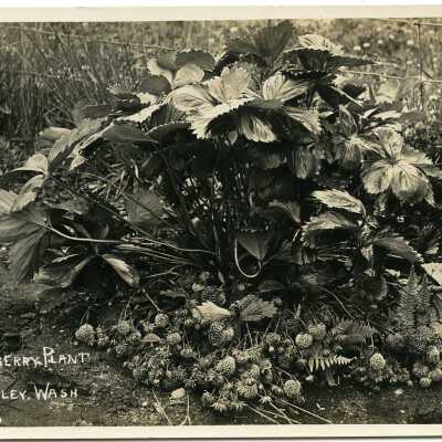 Postcard, Photographic
