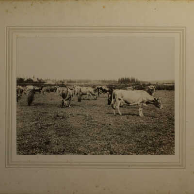 Photograph
