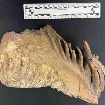Mammoth Tooth