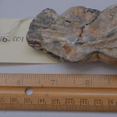Fossilized Tooth
