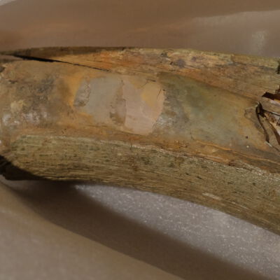 Mammoth Tusk