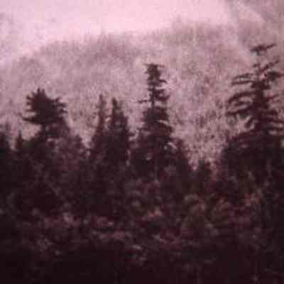 Evergreen Trees