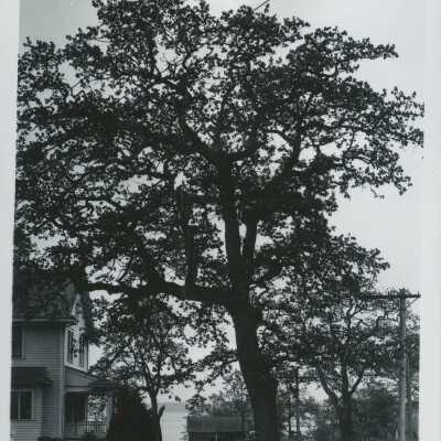 Giant Oak