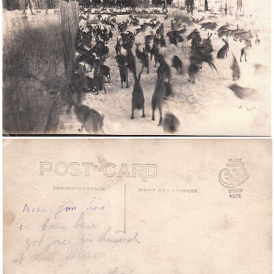 Rabbit Hunt Postcard