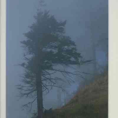 August Pines