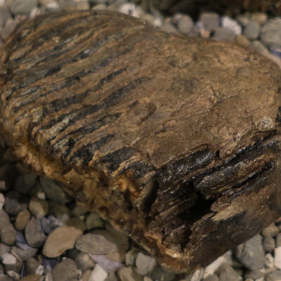 Mammoth Molar