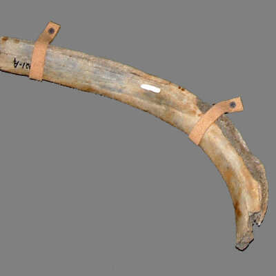Bones