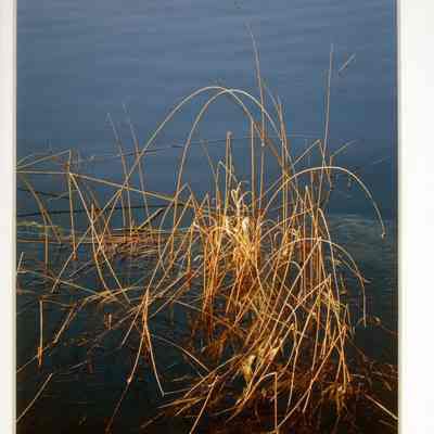 January's Fringe