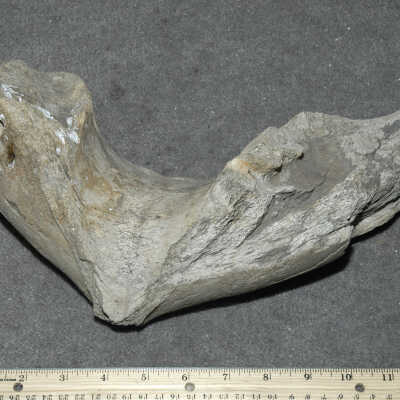 Bones