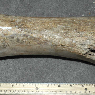 Bones
