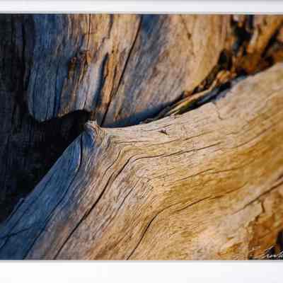 Driftwood