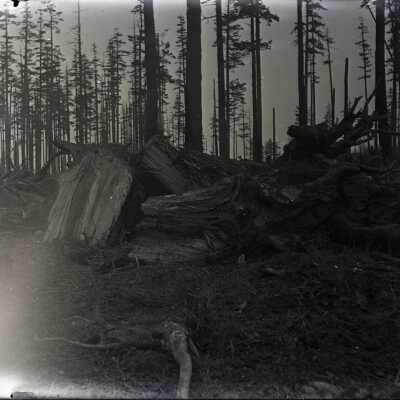 Negative, Glass-plate