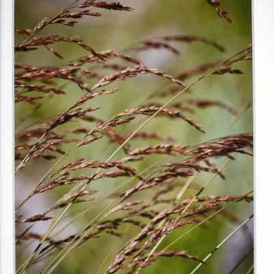 Brush Up July