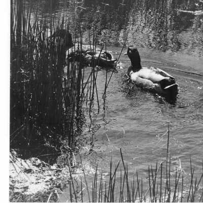 Pond Scene