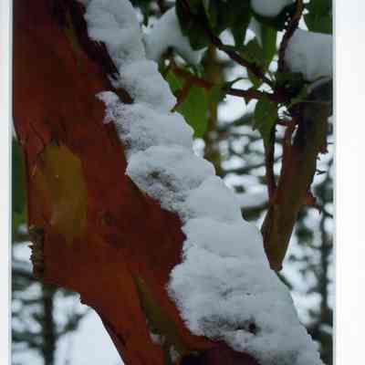 December's Coat