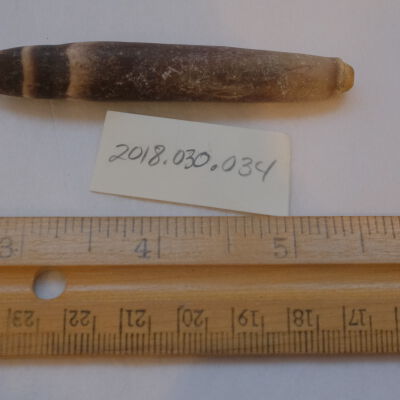 Sea Urchin Spine