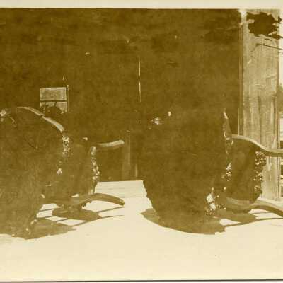 Postcard, Photographic