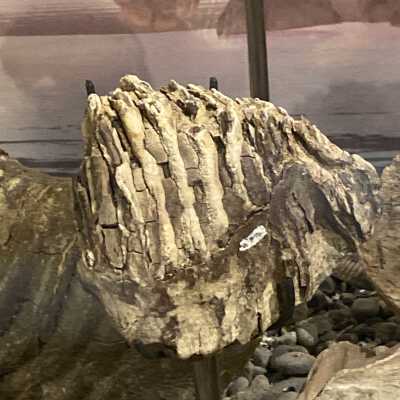 Tooth