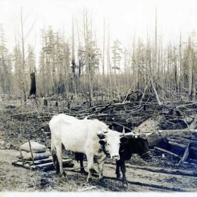 Origformat: Print-Photographic
