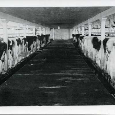 Dairy cows eating in stalls inside a barn.