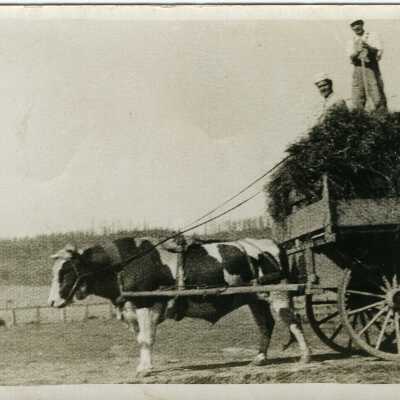 Hay wagon with dairy cow hitched to the wagon full of hay.