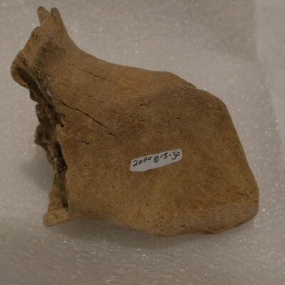 Mammoth Bones