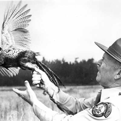 Pheasant on the Wing