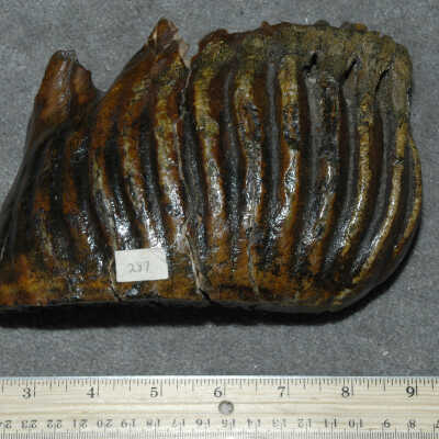 Tooth