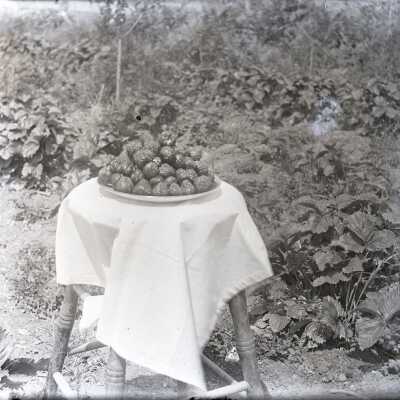 Strawberries - Negative, Glass-plate