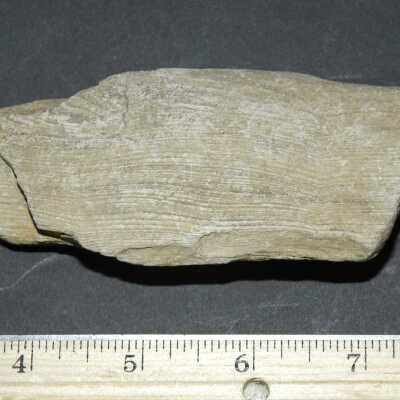 Wood, petrified