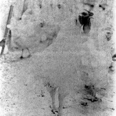 Print, Photographic